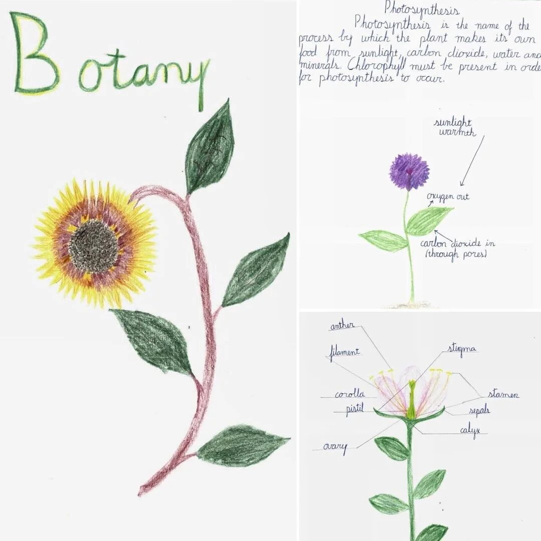 Botany Main Lesson Book with diagrams of flowers describing photosynthesis���`����.jpg